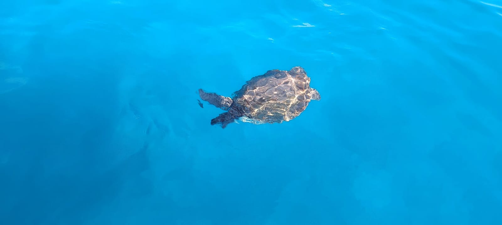 herimar adventures water sports activities things to do santa maria sal cape verde cabo verde sal island (40)